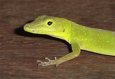 Zanoli