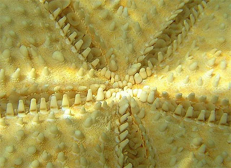 Etoile de mer