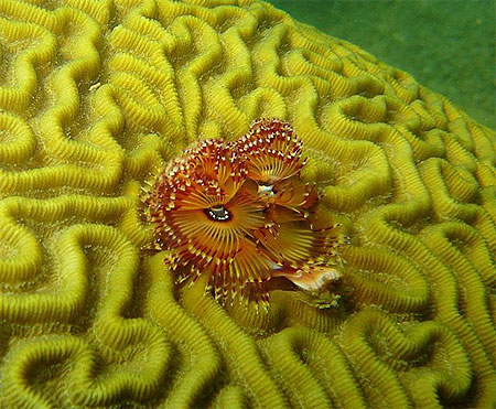 Anemone