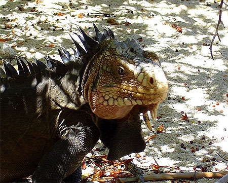 Iguane