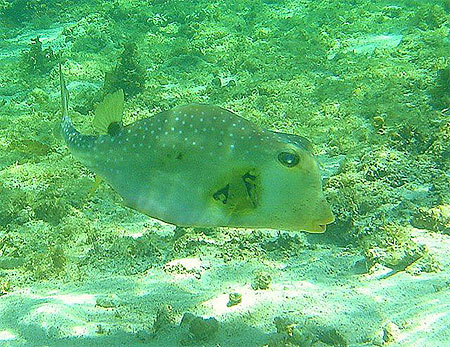 Poisson coffre