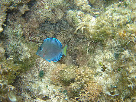 Poisson