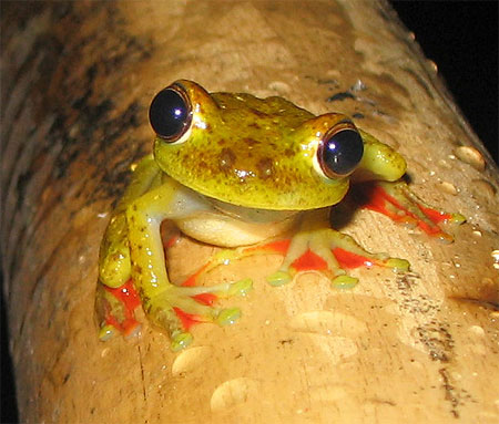 Grenouille - Costa Rica