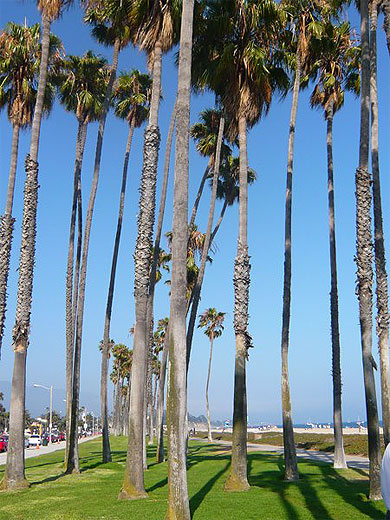 Palmiers sur la plage � Santa Barbara