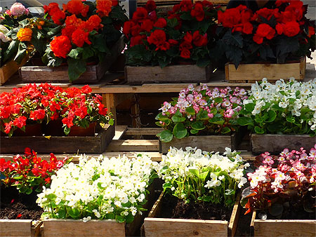 Le march� aux fleurs