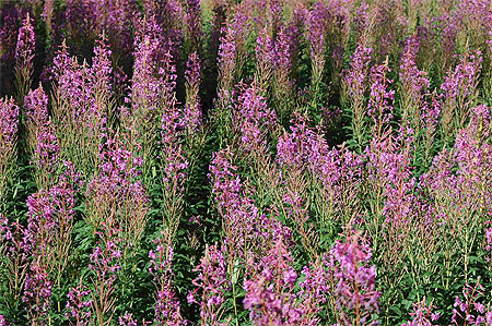 Fleur des champs