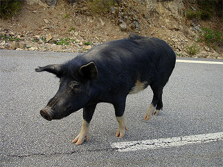 Cochon corse