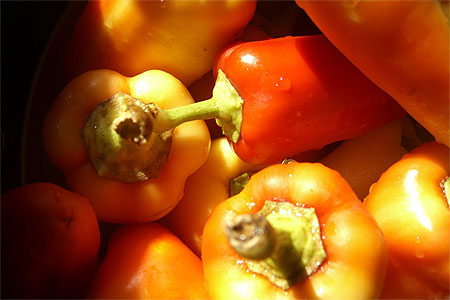Paprika Land