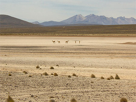 Zone naturelle d'alpagas