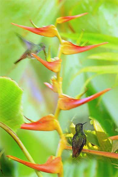 Colibri