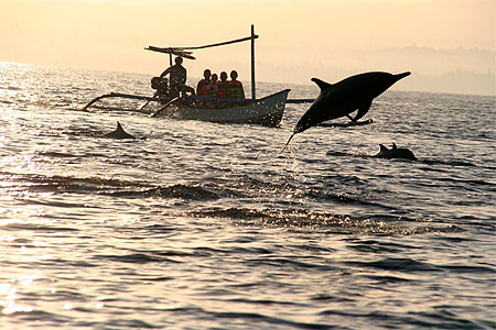 Dauphins � Lovina