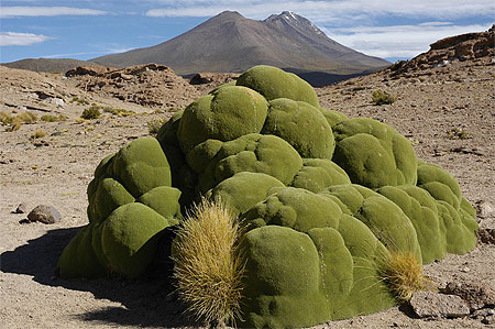 Azorella compacta