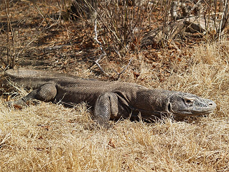 Varanus komodoensis
