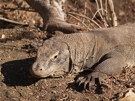 Varanus komodoensis