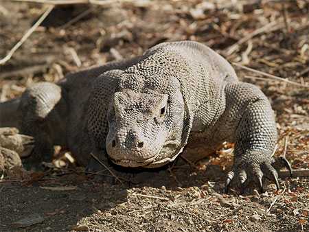 Varanus komodoensis
