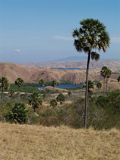 Savane