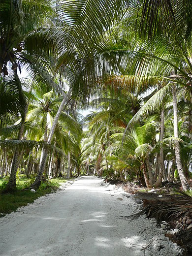 Cocotiers du nord d'Ouv�a