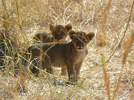Lionceaux