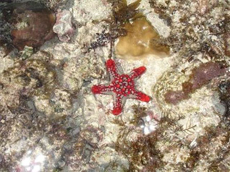 Etoile de mer 