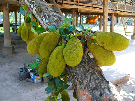 Les fruits du jacquier