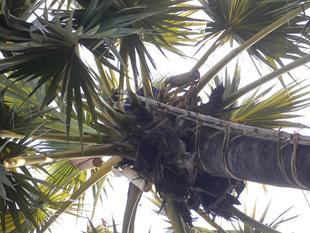 Sucre de palme et sa r�colte