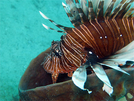 Poisson lion