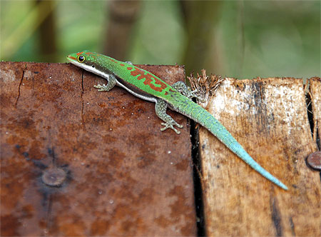 Phelsuma