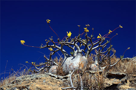Pachypodium rosulatum