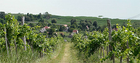 Vignes du Balaton