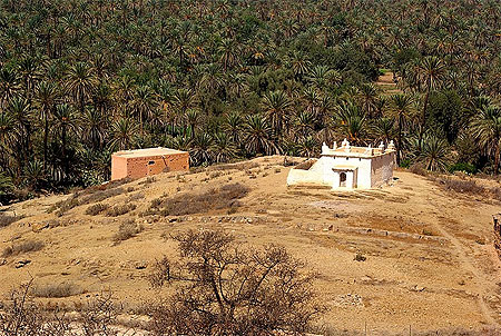 La palmeraie de Tioute