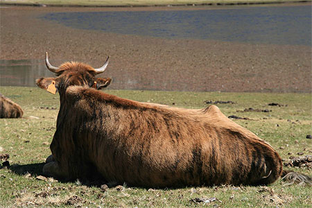 Vache au bord du lac de Nino