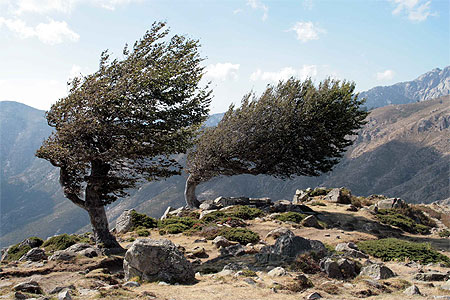 Dr�les d'arbres
