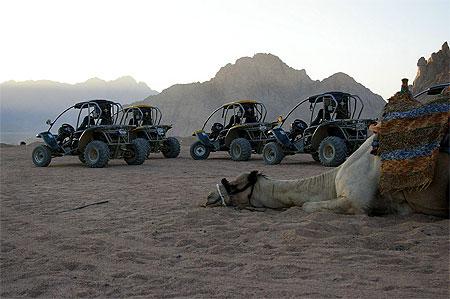 Dromadaire ou Buggy?