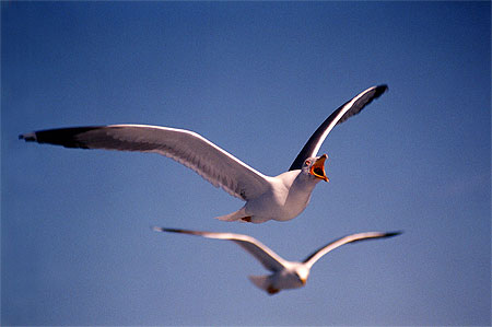 Mouettes