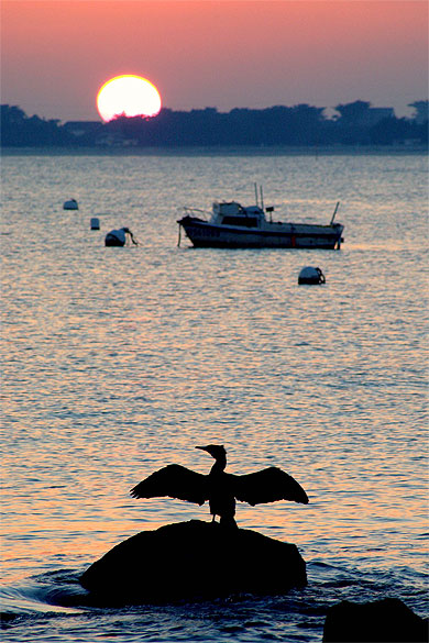 Cormoran