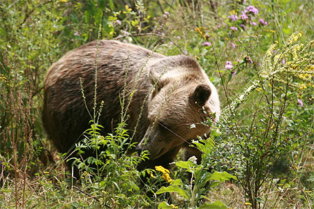 Ours