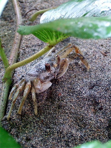 Envie de soupe de crabe