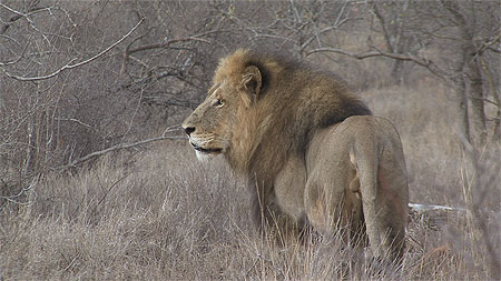 Lion
