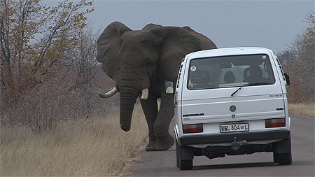 El�phant d'Afrique