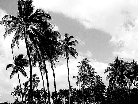 Ile de la R�union