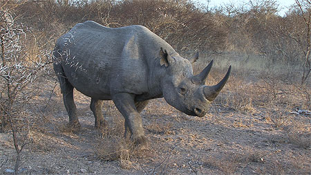 Rhinoceros Noir