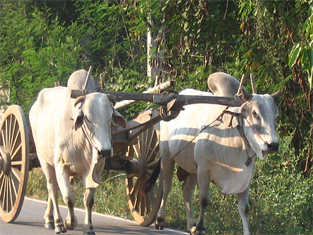 Vie quotidienne nord thai