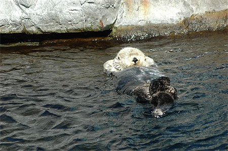Loutre de mer