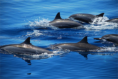 Dauphins