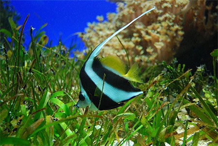 � l'Aquarium de Noum�a