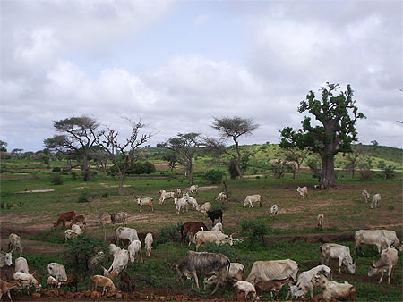 Un troupeau dans un paysage de brousse Africaine