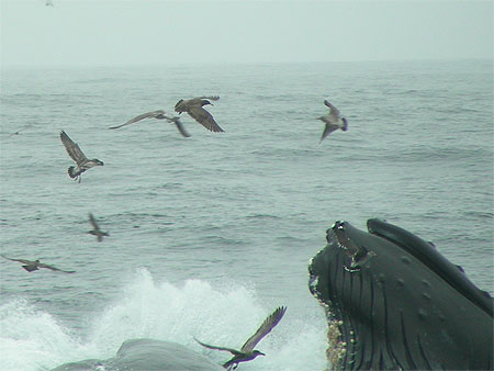 Baleine � bosse sortant de l'eau