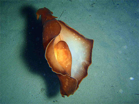 Li�vre de mer