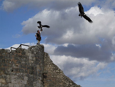 Aigles sur les remparts de Provins