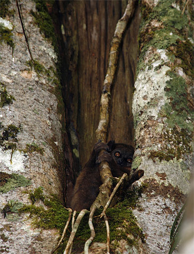 Lepilemur Dorsalis